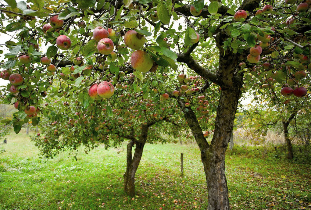 apple trees