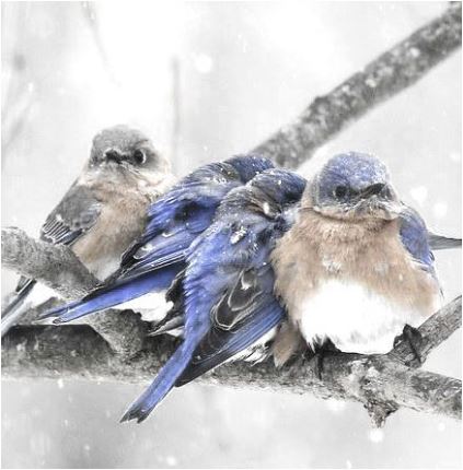 snowstorm bluejays